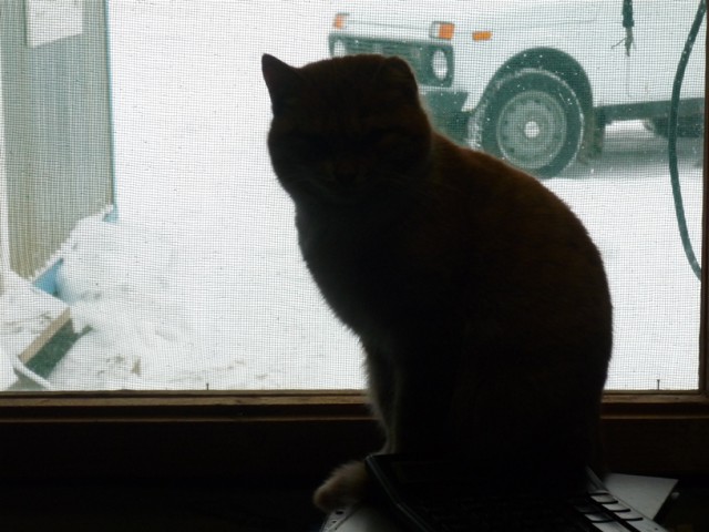 Котовторник 27.01.2015