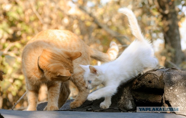 Котовторник 16.06.2015., Котовторник наступил!