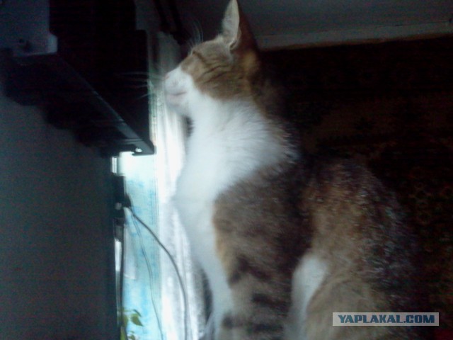Котовторник