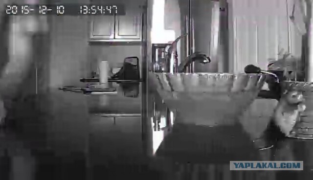 За что я люблю китайцев