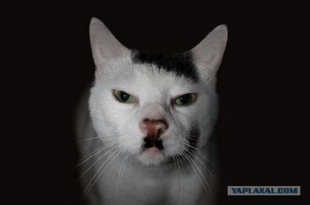 Коты, они - как люди!