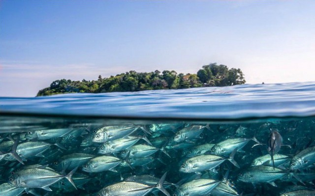 50 на 50: даже не верится, что это части одной фотографии