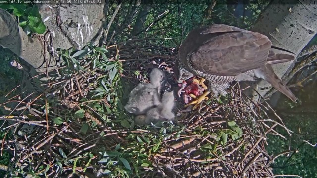 Скоро во всех гнёздах страны!... и не только