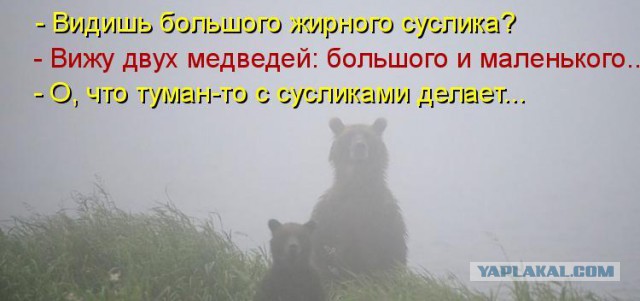 Подборка смешных картинок с надписями