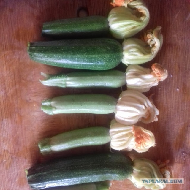 Кухня (кулинарное и околокулинарное общение)