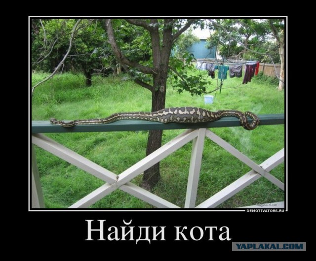 Подборка частицы смеха...