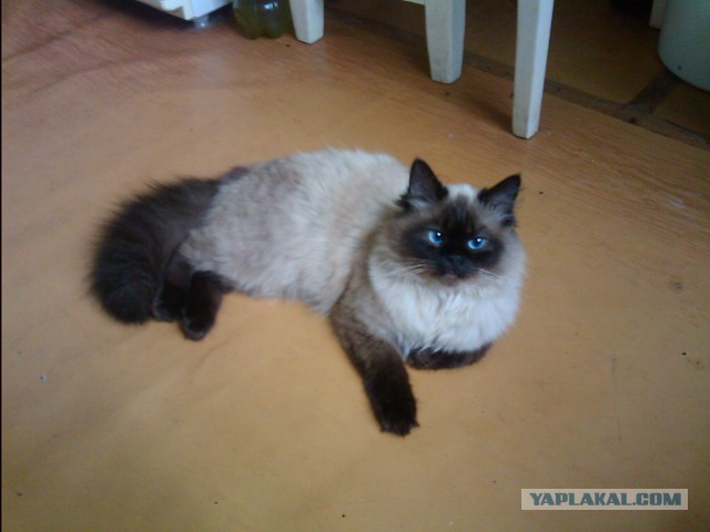 Котовторник 25.10. 2016
