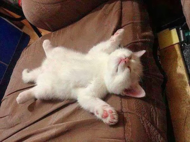 Коты из сети