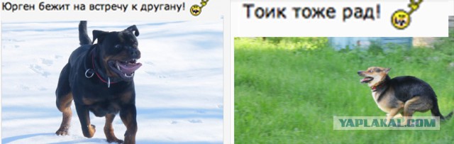 Два друга собакена Юрген и Толик