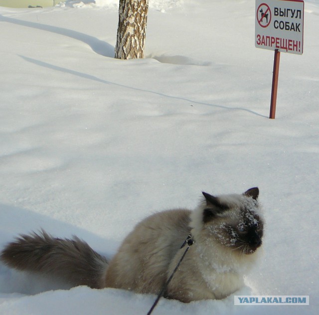 Наш дебильный кот