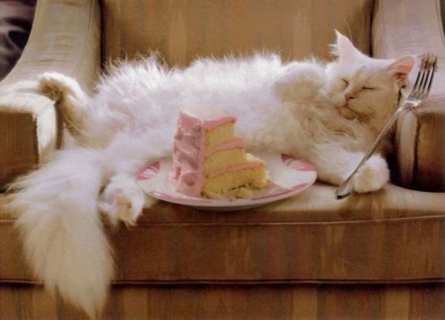 Коты и Кошки