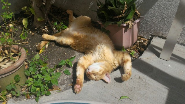 Коты и Кошки