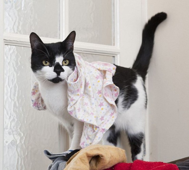 Коты и Кошки