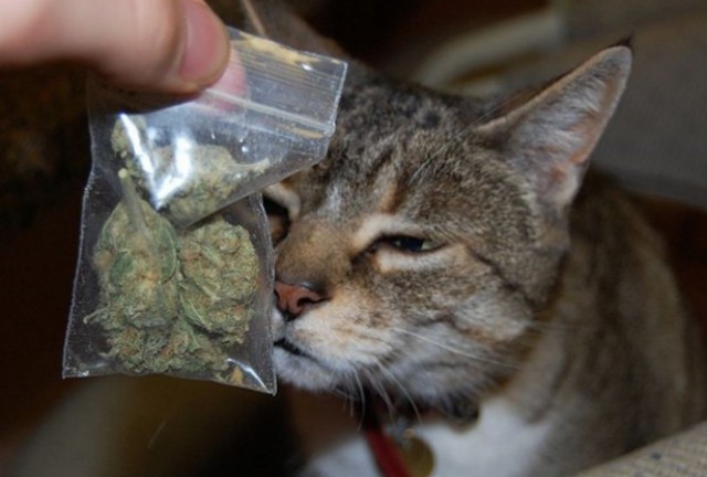 Коты и Кошки