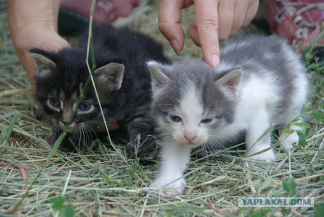 Котовторник  15.08.2017