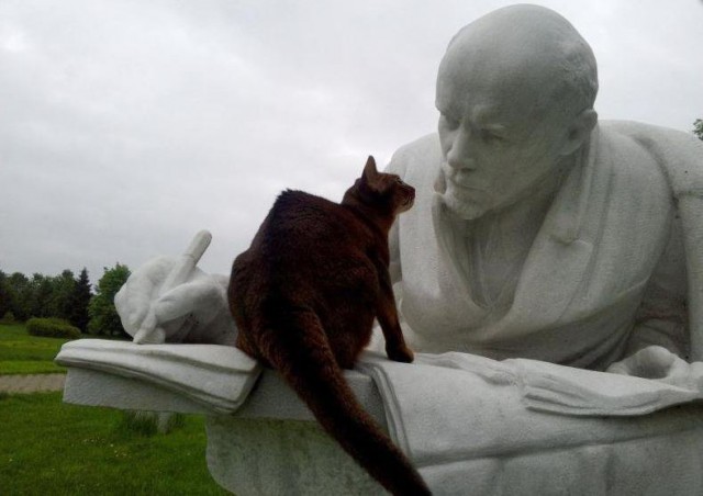 Коты и Кошки
