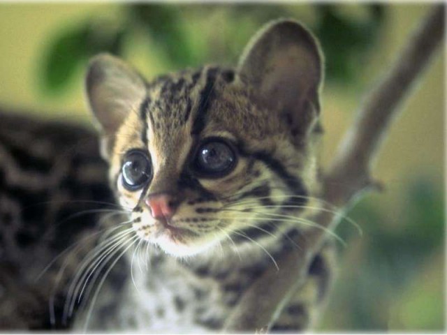Коты и Кошки