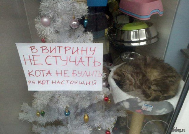 Приколы в стиле "регресс"