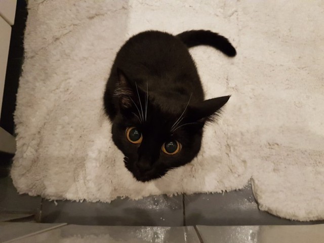 Прикольных котов пост