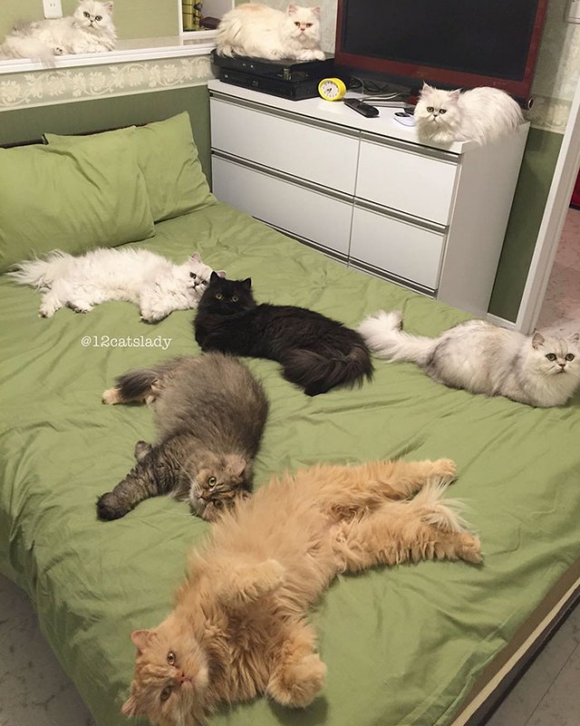 Прикольных котов пост