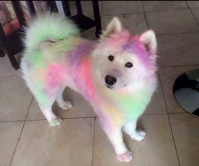 Живность из сети