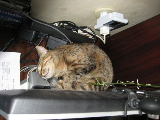 Котовторник на 6 июля