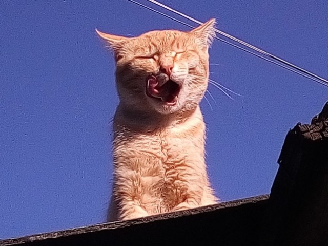 Котовторник 11.09.18.