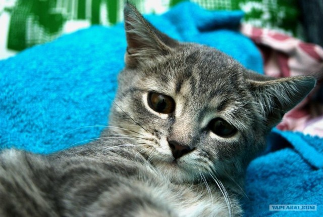 Котовторник с Кузей