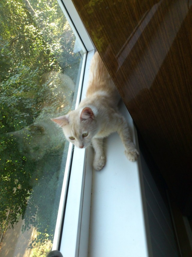 Сонный Котовторник