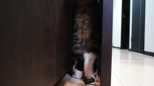 Котовторник в "КотоГетто"