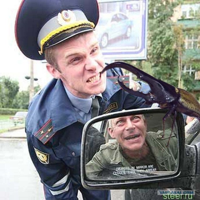 Домашний любимец