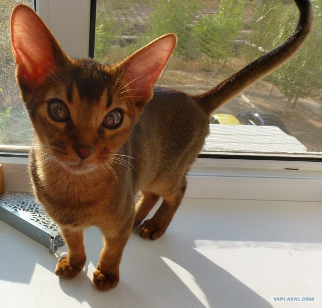 Котовторник   5.06.2012