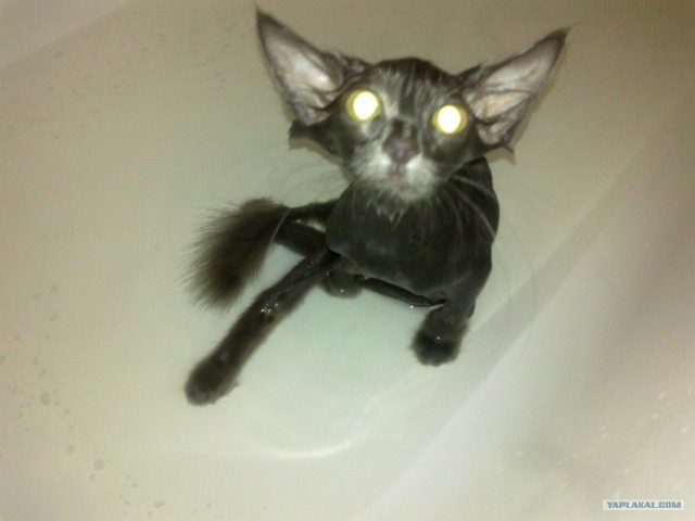 Котовторник  4.09.12