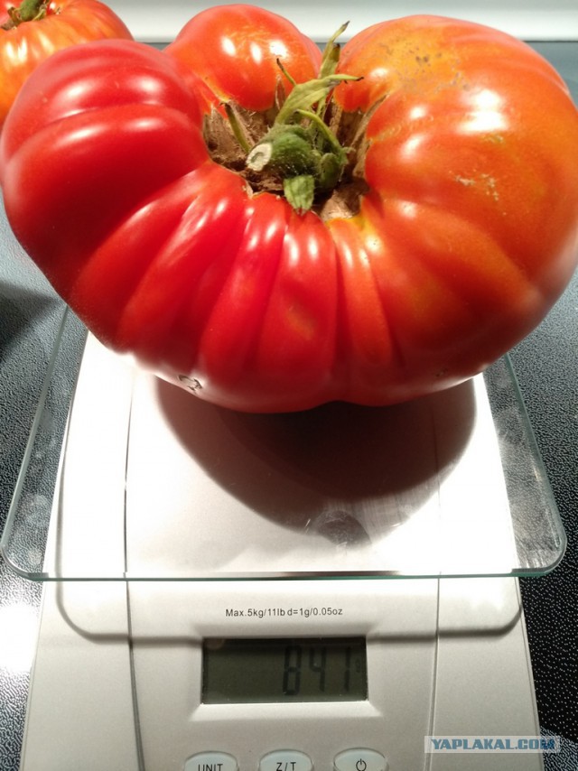 Вкус помидора