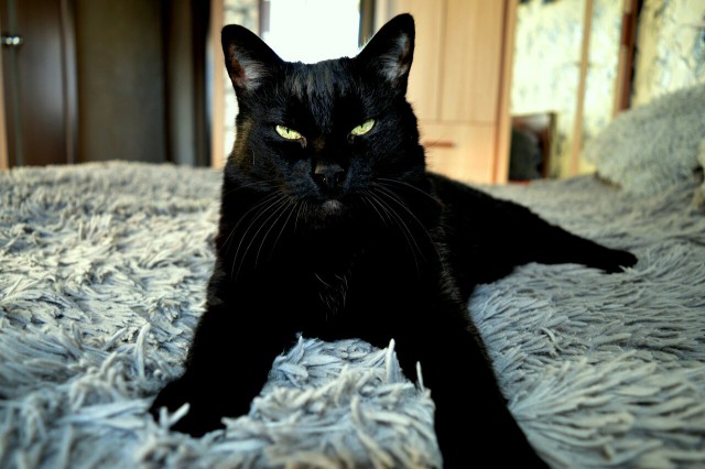 Котовторник однако