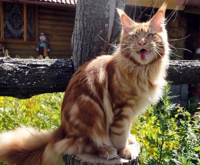 Забавные картинки с котами из сети