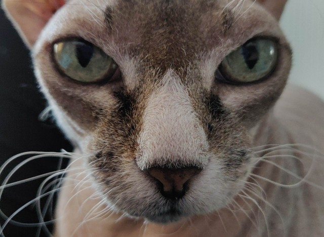 Коты из сети