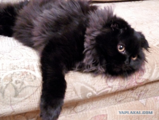 Коты, которые нас порадовали!