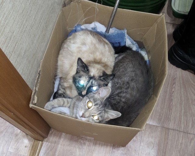 Про котов