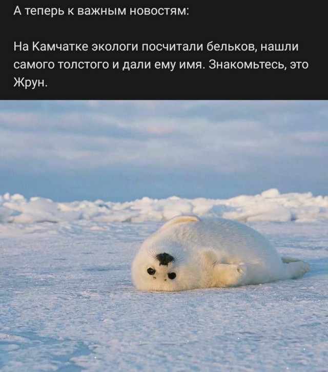Юмор в картинках 11.11.2020.