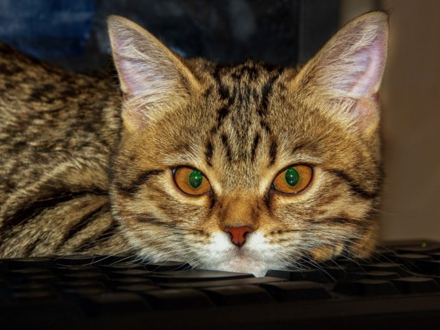 К - Котогеничность