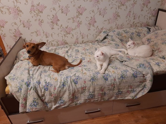 Последний котовторник 2020 года