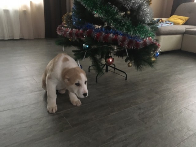 В семье пополнение
