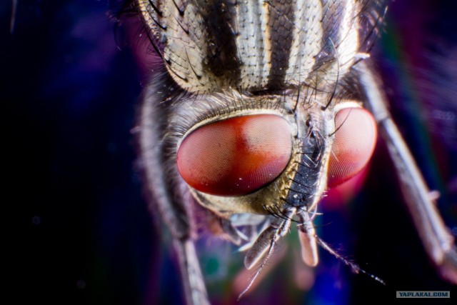 Покормил муху сахаром