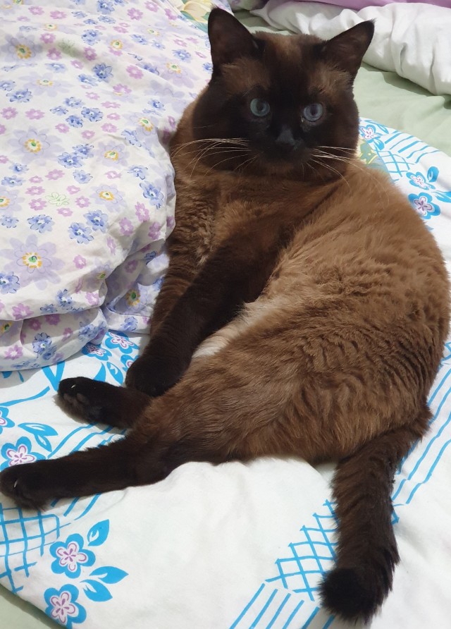 Даешь котовторник!