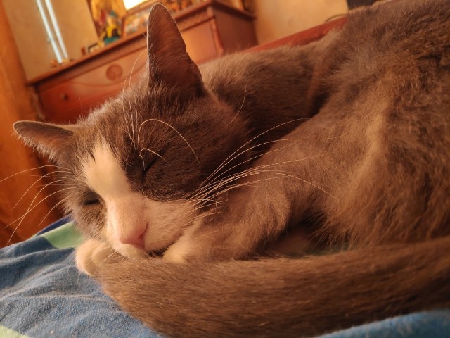 Кошки , кошечки, котяры 14.03.21