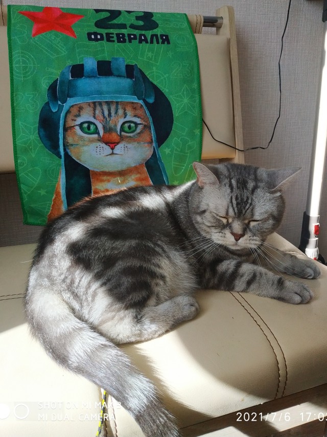 Хоба! Котовторник!
