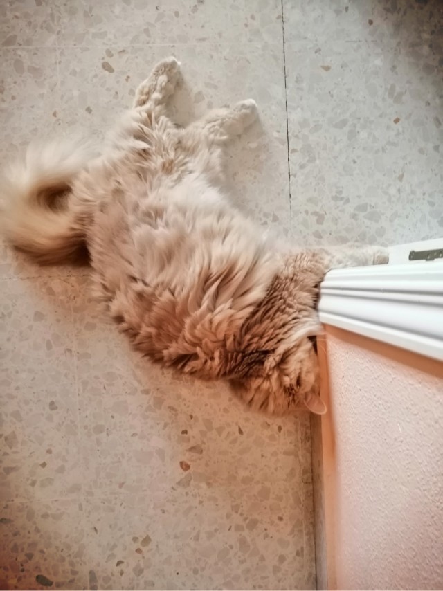 К котовторнику