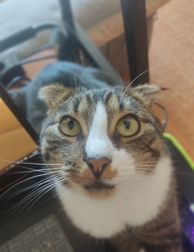 Котики не имеют национальности!!