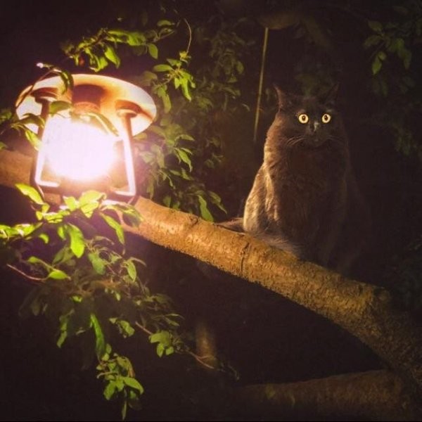 Вариант кота с лампой